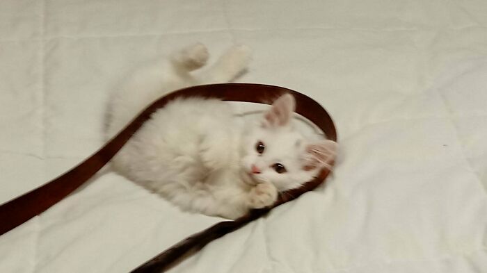 My Uncle Recently Adopted This Little Cat Burglar