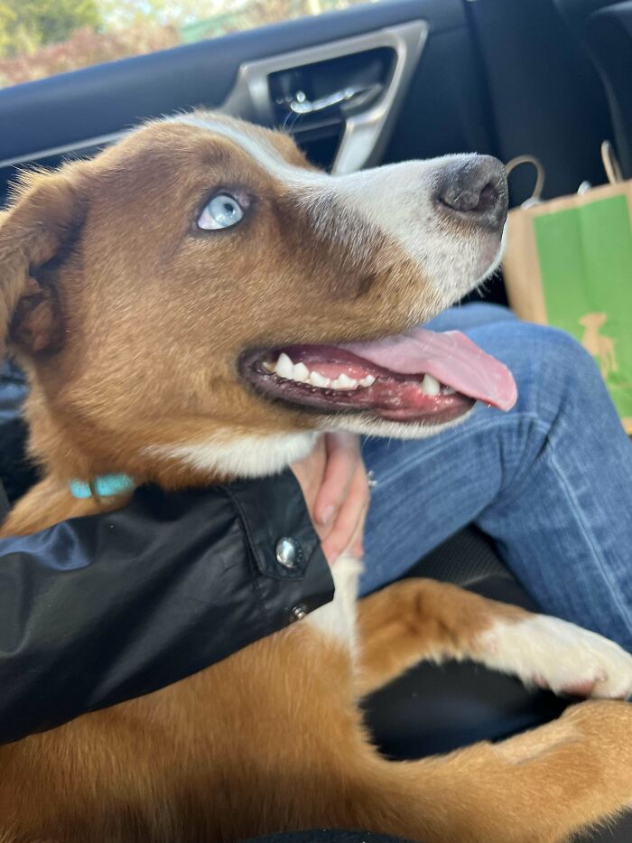 Just Adopted Oscar! 8 Months Old And Already My Best Friend