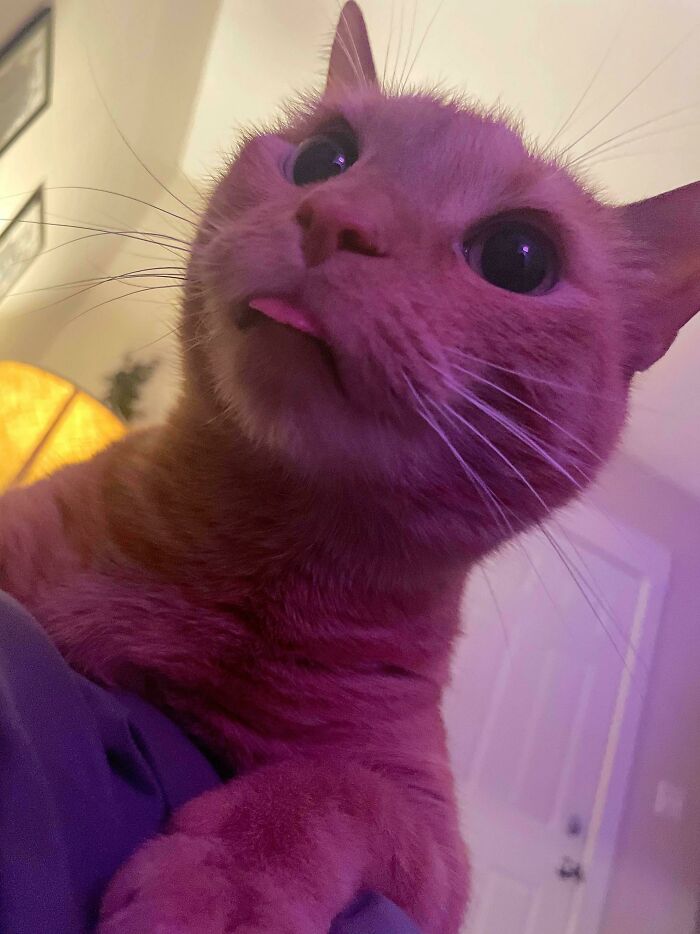 I Told Him He Was Adopted