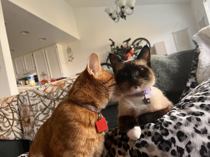 They Just Met Yesterday And Are Already Enamored With Each Other