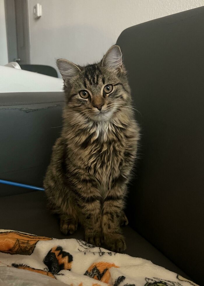 Just Wanted To Share A Pic Of My Newly Adopted Baby, Gnocchi!