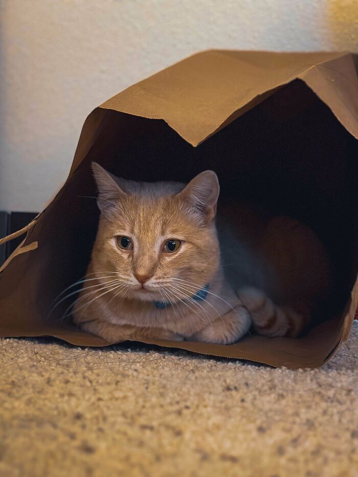 Adopted A Cat For The First Time, Meet Odin. He’s Such A Good Boy