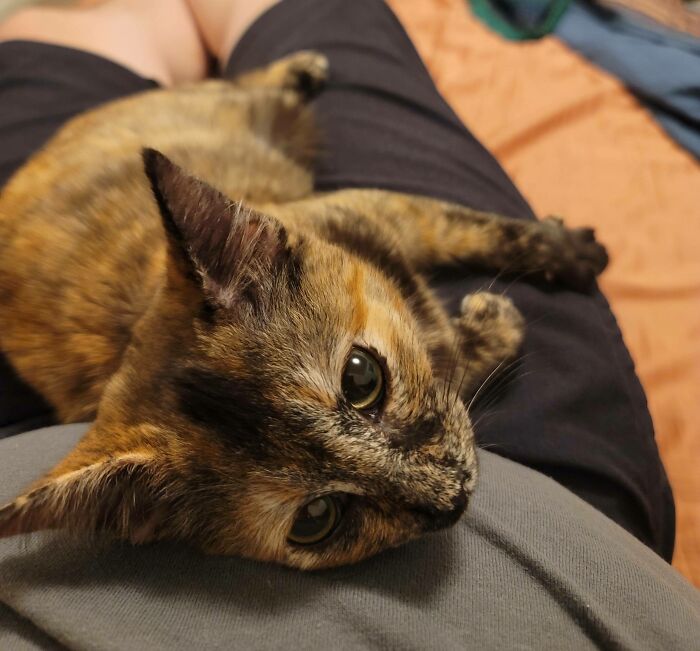 Adopted This Little Fox-Squirrel Today. I Have Never Loved Anything More