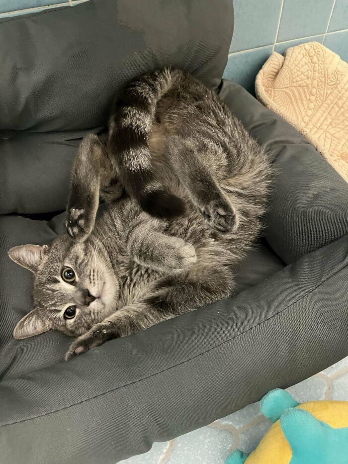 Recently Adopted This Noodle!