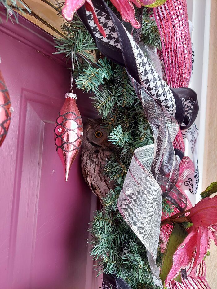 We Found This Owl On Our Front-Door Wreath This Morning