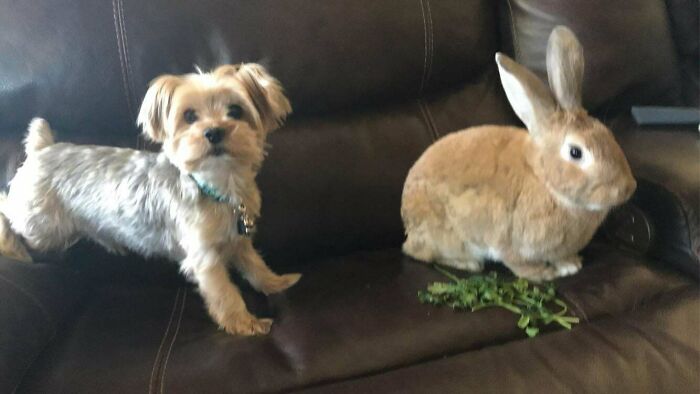 Tucker (Navy-Man) And Neville (Workaholic), My Two Handsome Good Boys