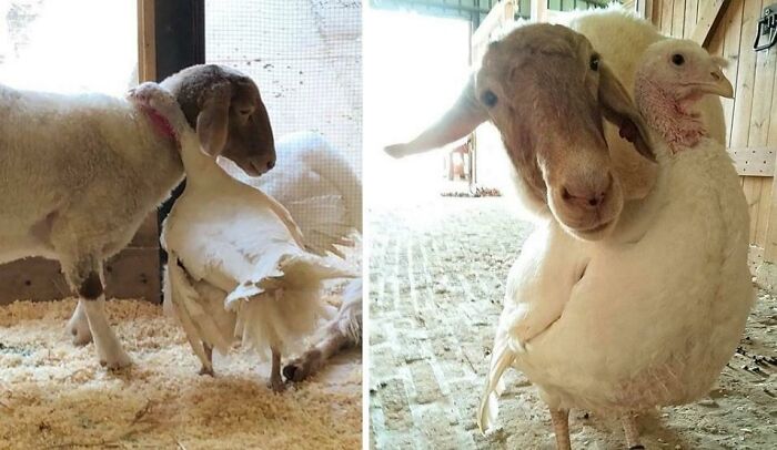 These Two Are Always Together At Freedom Farm Sanctuary