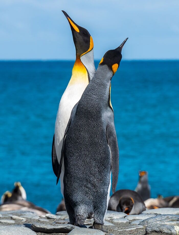 Two king penguins standing on rocky shore with ocean background, representing tough animals in the world.