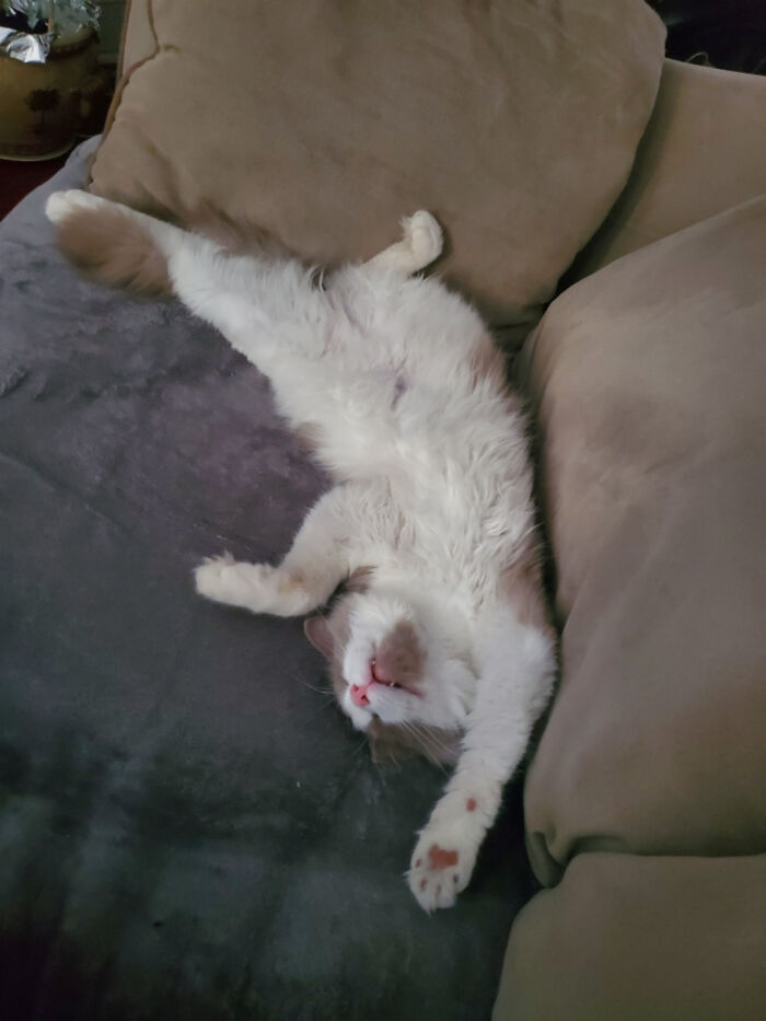 Introducing Cocoa-Newly Adopted And Completely Comfortable