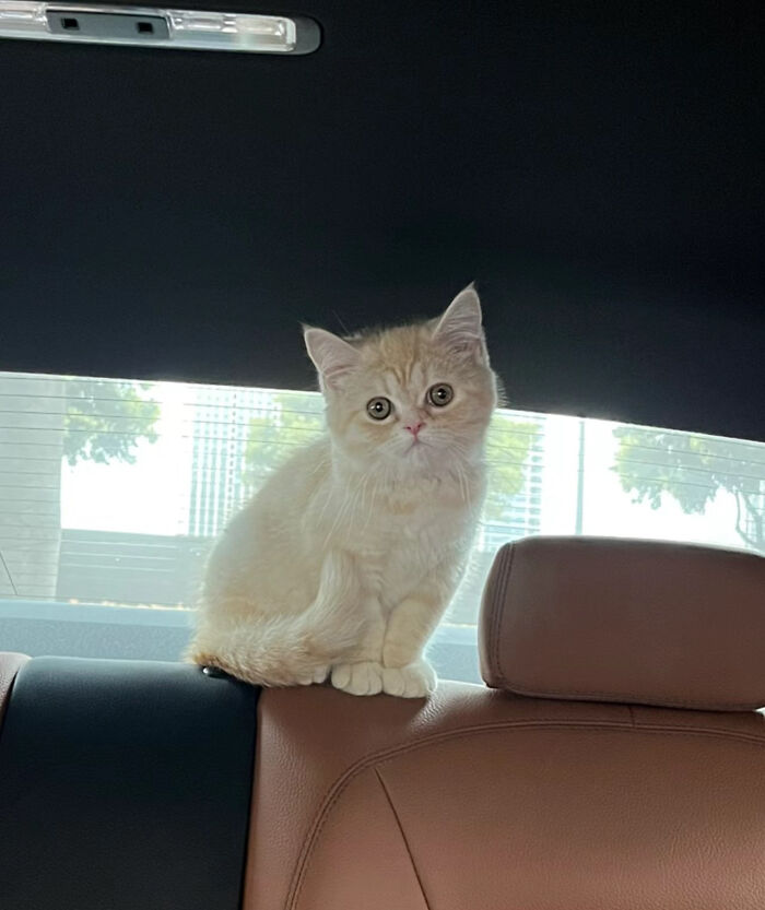 First Day This Baby Kitty Was Adopted By Meeee! Still Figure Out What Should Name Him?