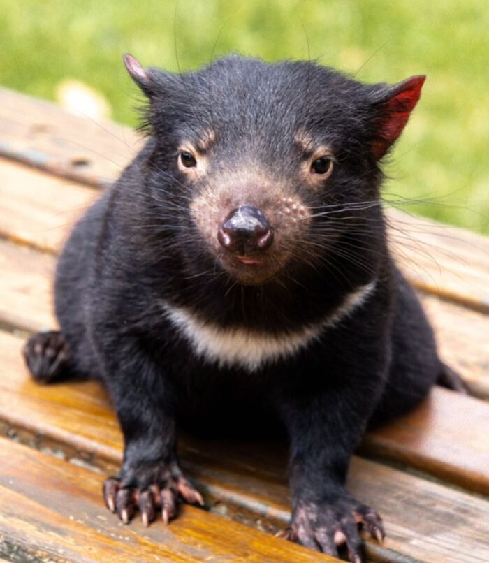 Close-up of a tough animal, the Tasmanian devil, sitting on wooden planks in natural outdoor setting.