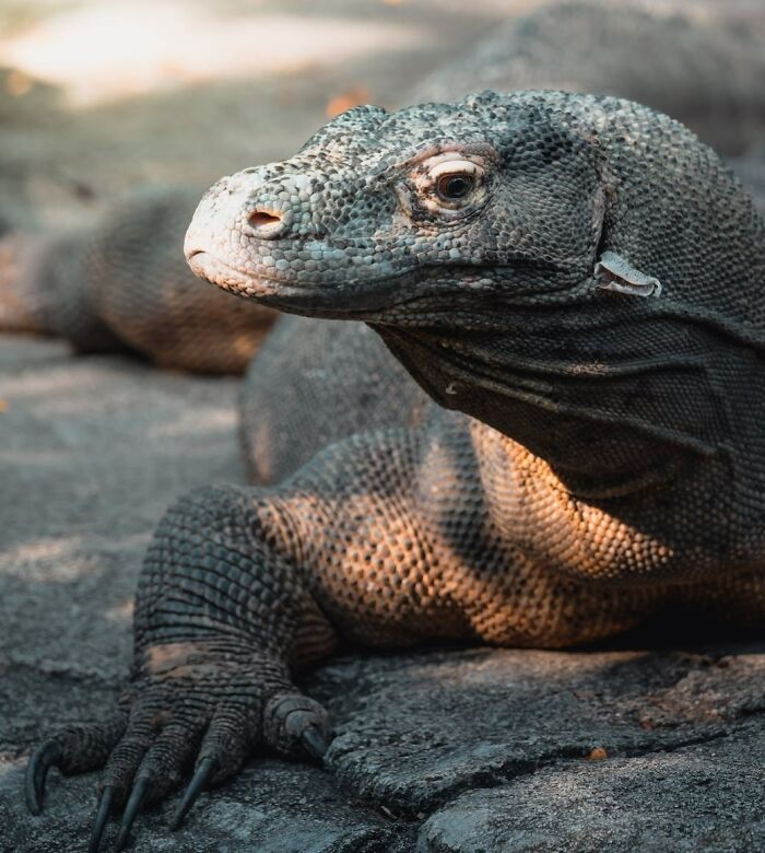 Close-up of a Komodo dragon resting on rocky ground, showcasing one of the toughest animals in the world.