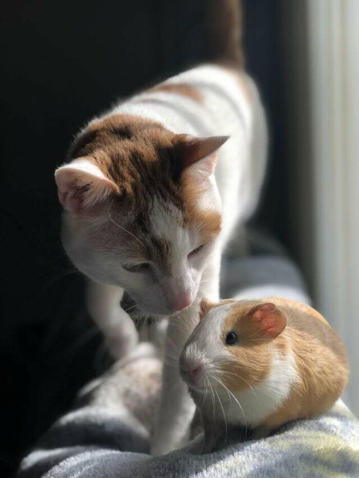 My Cat Nemo And Princess Luna