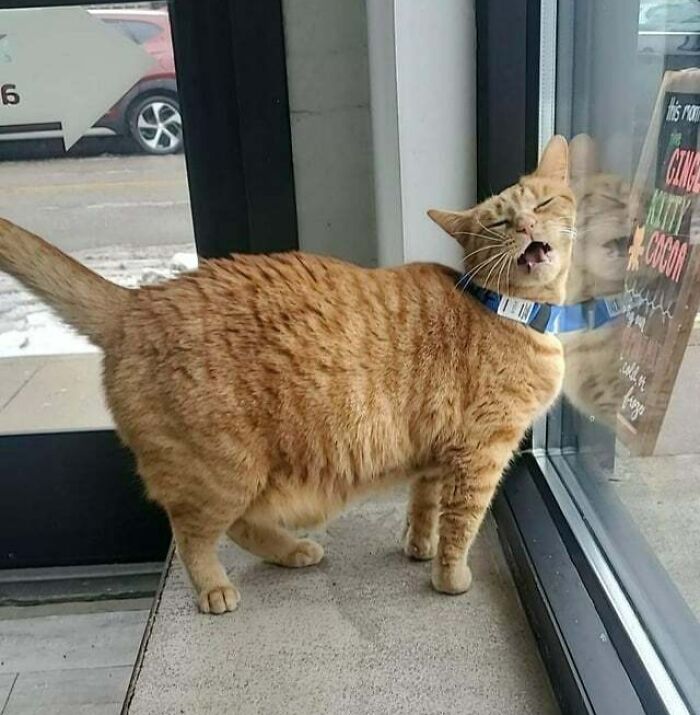 The Day I Picked Her Out At The Shelter