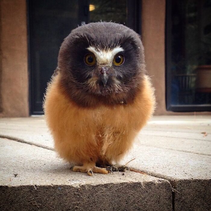 Saw Whet Owl Chick In The Mountains Of New Mexico (8,500ft). It Was Just Sitting On My In-Law's Deck, Posing Like A Fluffy Peanut