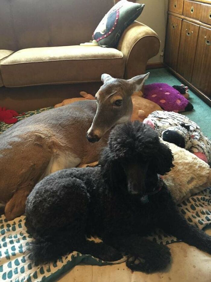 Oh Dear, This Is Too Sweet