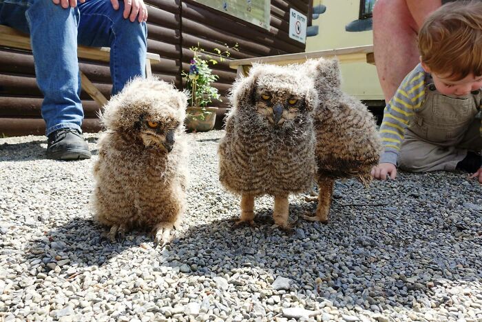 Superb Owl Sick And Tired