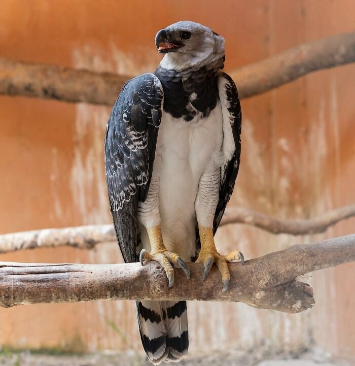 Harpy eagle perched on a branch showcasing powerful features among the toughest animals in the world.