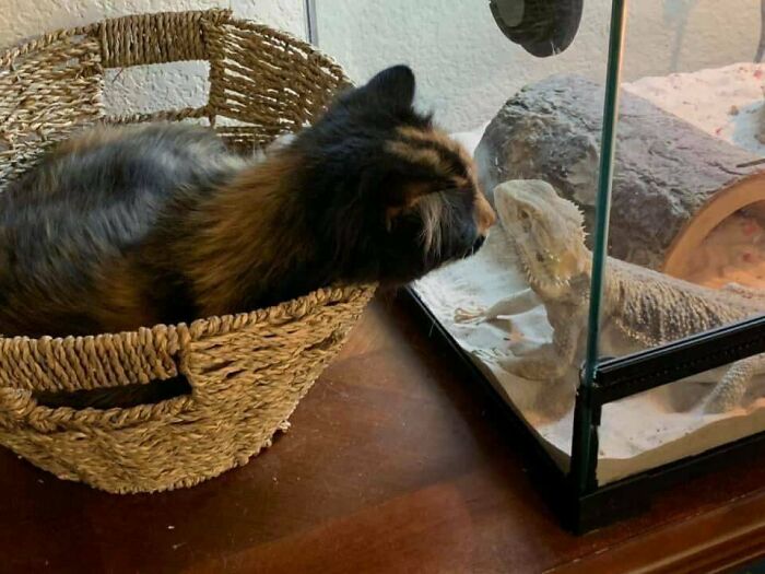 I Want To Eat... Err Meet The Spiky Thing