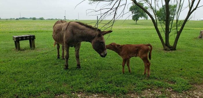 My Aunt Is Rehabing A Calf Whose Mother Abandoned Her, Their Donkey Is Helping Her With Her Walking Therapy