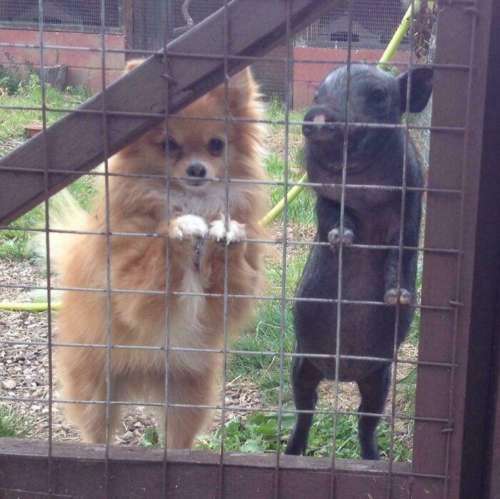 Freyja The Pup & Florence The Pig