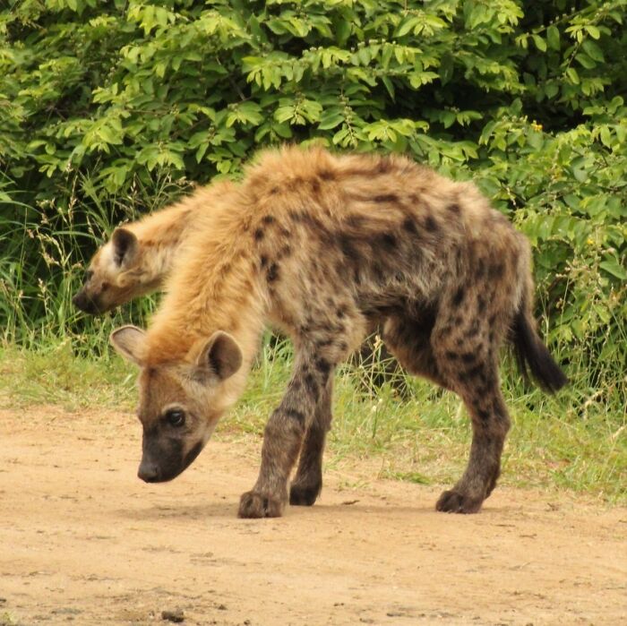 Spotted hyenas on a dirt path near green foliage, showcasing one of the toughest animals in the world.