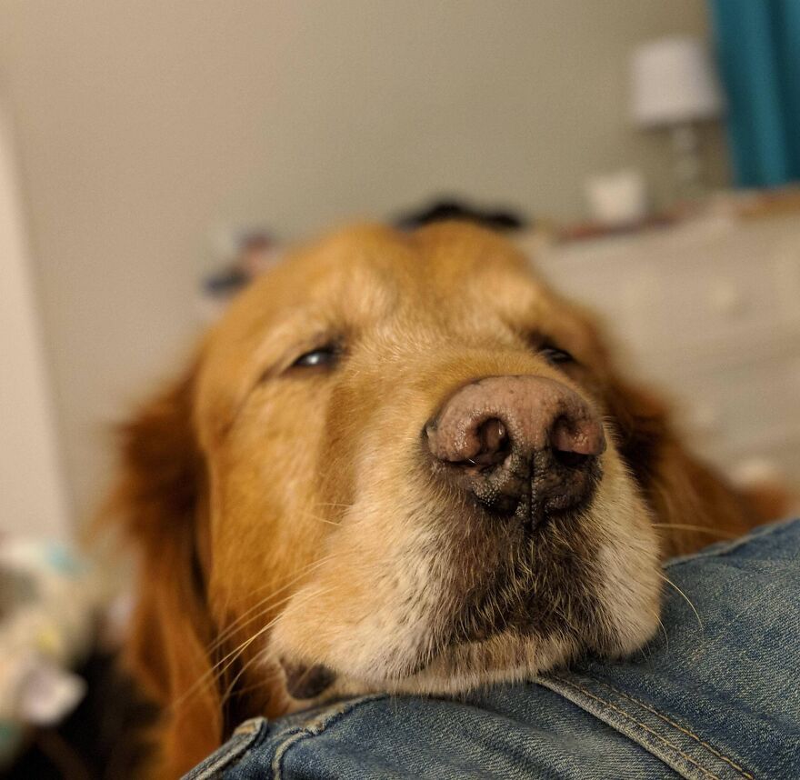 a red dog rested his head on a human