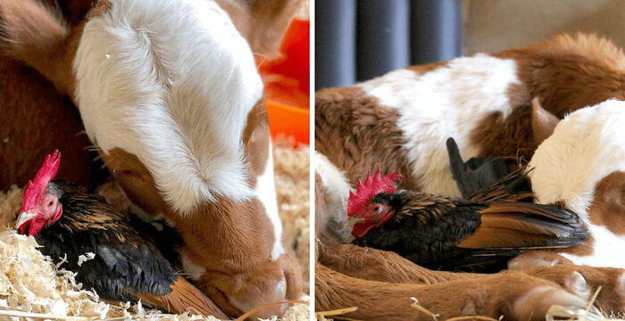 Unlikely Daily Cuddle Buddies