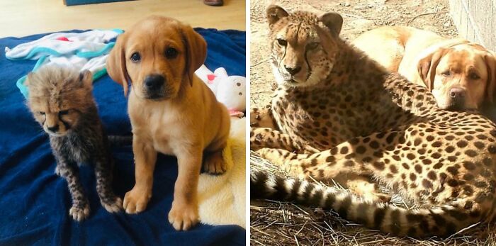 A Cheetah And His Companion Dog Have Grown Up Together
