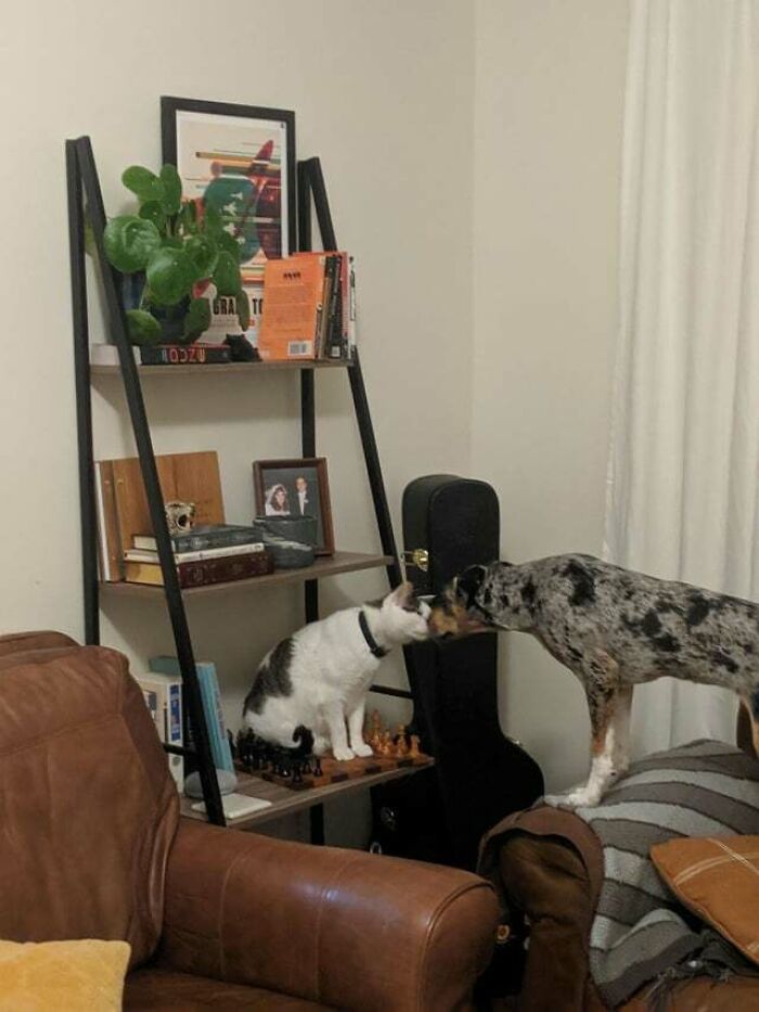 New Cat Is Finally Starting To Accept My Pup. I'm Hopeful That This Will Be A Beautiful Friendship