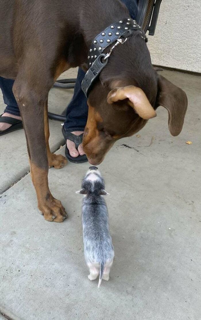 Creed Netting His New Piggy Sister