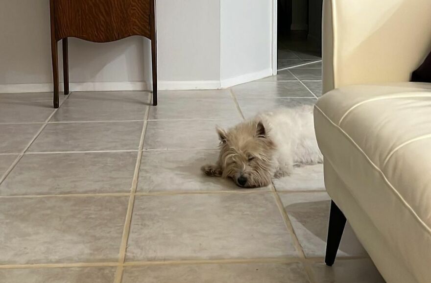 Recovering From The Trauma Of Having A Good Brushing