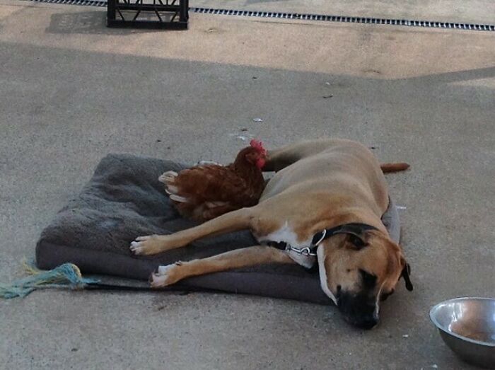 What The Creatures Get Up To When You’re At Work