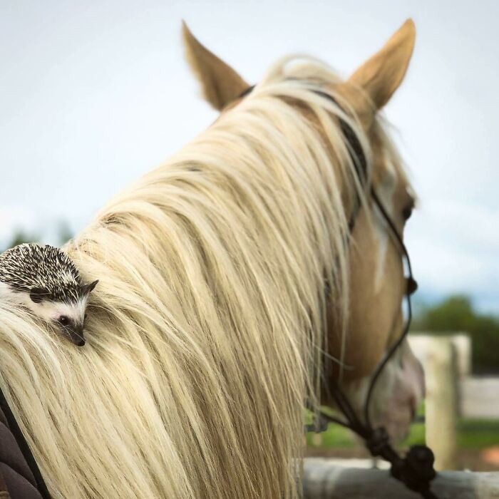  Finally Got To Ride A Horse! It Was Pretty Scary But Mommy Held Me From Behind And Gave Me My Favourite Treat For Being So Brave 