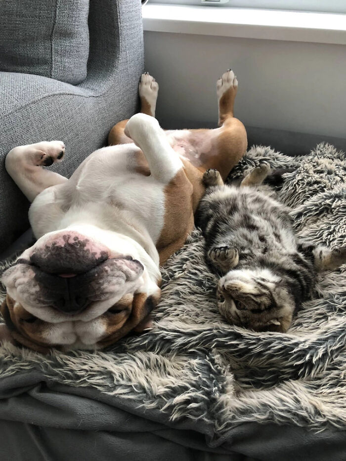 My Dog Is Teaching My Kitten How Weekends Work
