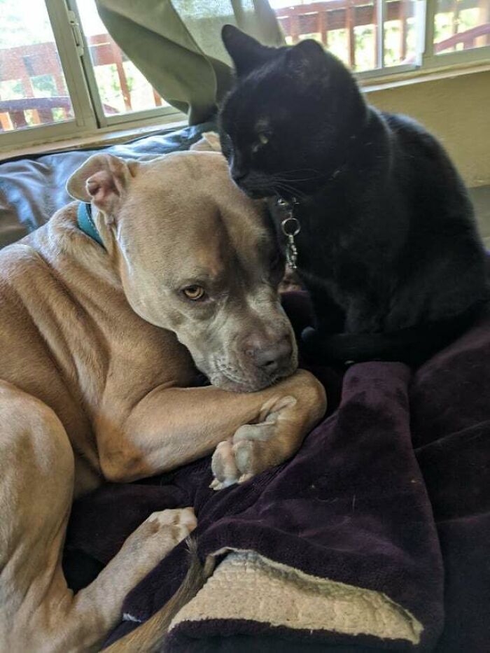 Just Finished A Mutual Groom Session, Now Settling In For A Nap