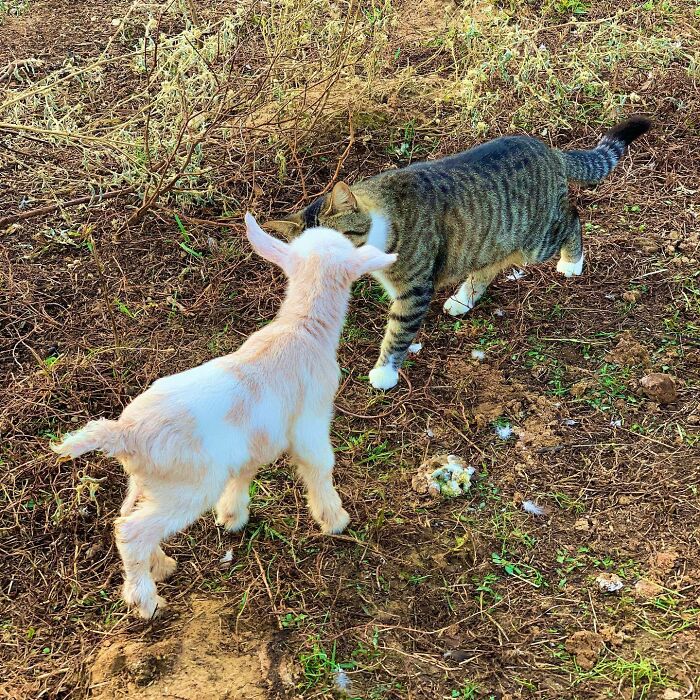 I Swear This Little Girl Is Fearless; Jack On The Other Hand Wasn’t Too Sure About The Tiny Goat All Up In His Face