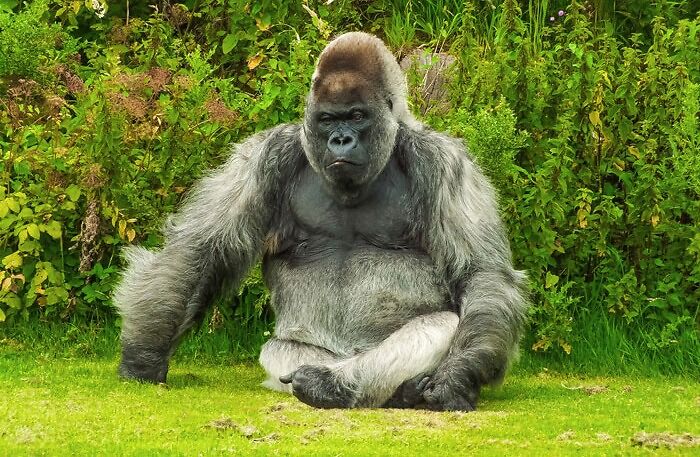 Gorilla sitting on the grass