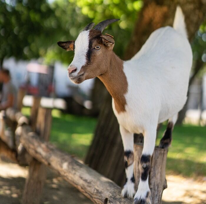 Photo of a goat