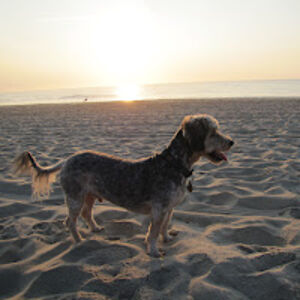 christophpipoli avatar