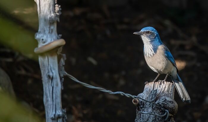 Photo of California Scrub Jay