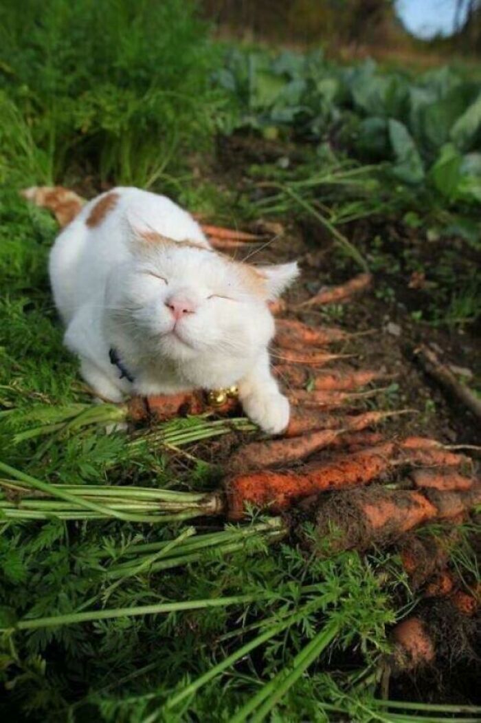 I Am Carrot Farmer