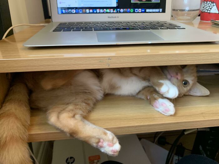 “Can I Join You For Online School” 🥺