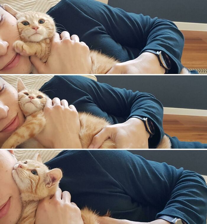 Studies Show That 2 Out Of 3 Cats Have, At Some Stage, Been A Victim Of Non-Consensual Smothering