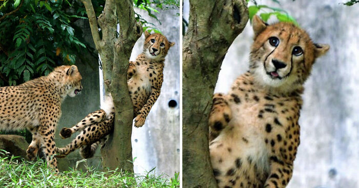 A Cheetah Got Stuck In A Tree At The Tama Zoological Park In Japan