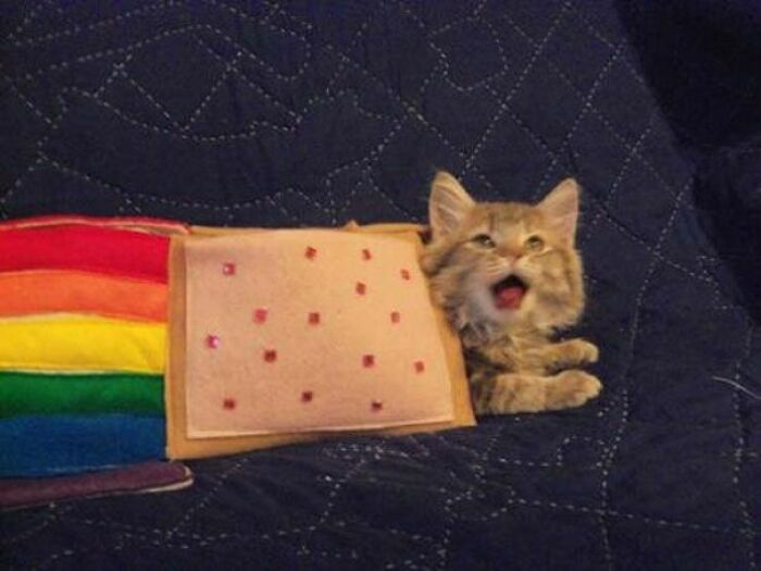 I Guess I Am Nyan Cat Meow