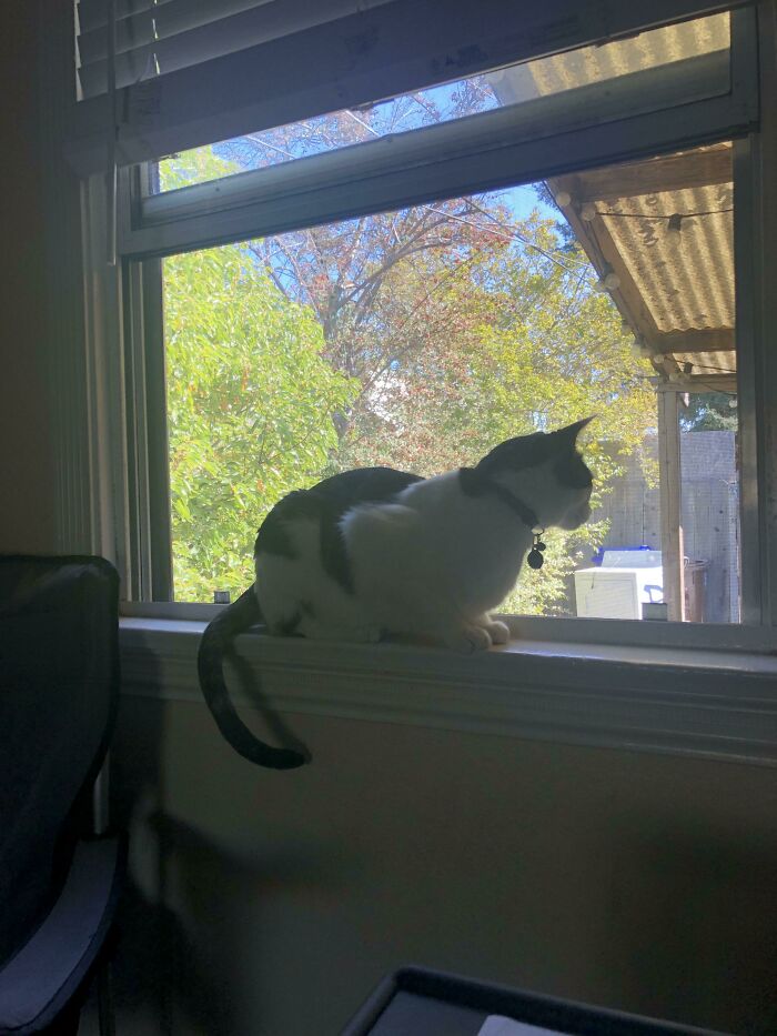 This Is Whiskey. Earlier This Week, Someone Tried To Rob Us At Home And This Guy Sprung Into Action. Woke Me Up, Ran To The Window And Watched The Front Door As My Wife And I Called 911 And Watched The Windows. He’s Our Little Guard Kitty