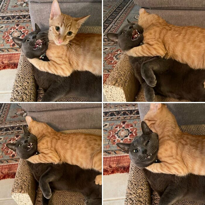 Her Life Meow That She Has A Baby Brother