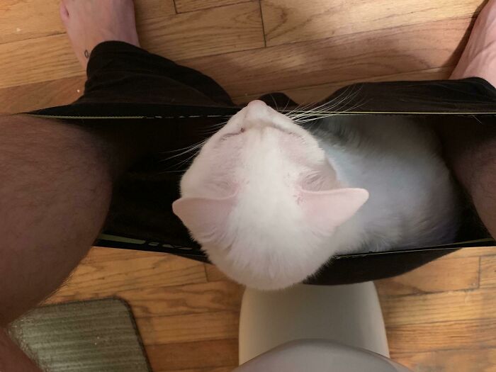 So My Cat Does This Weird Thing In The Morning Sometimes