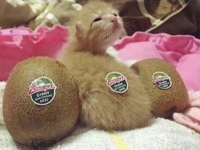 I Am... Kiwi Fruit